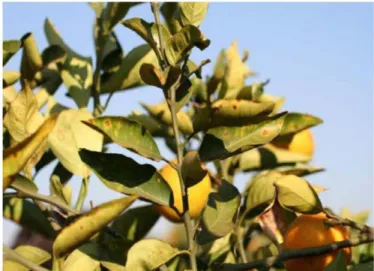 Fig.  2:  Citrus  Variegated  Chlorosis.