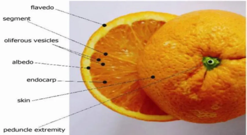 Fig.  1:  Structure  of  Citrus  fruit.  (Goudeau  et  al,  2008).