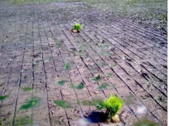 Gambar 4. Proses pembusukan tumbuhan 