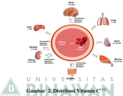 Gambar  2. Distribusi Vitamin C (13)