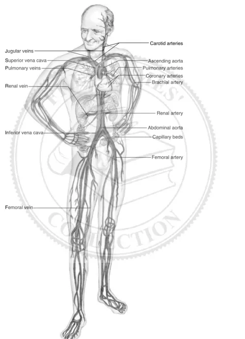 Figure 6-1 The cardiovascular system.