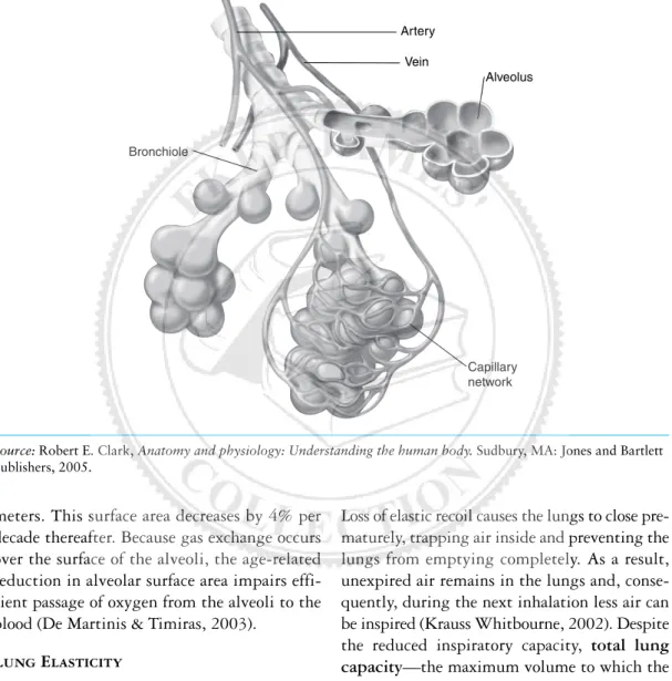 Figure 6-4(b) Alveolar structure.