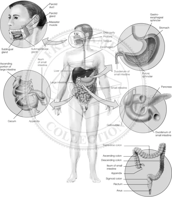 Figure 6-6 The gastrointestinal system.