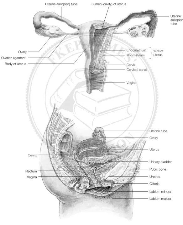 Figure 6-8 The female reproductive system.