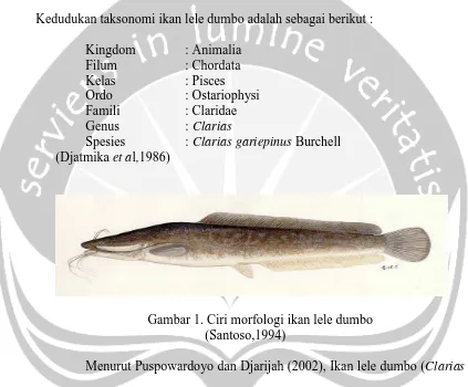 Gambar 1. Ciri morfologi ikan lele dumbo (Santoso,1994) 