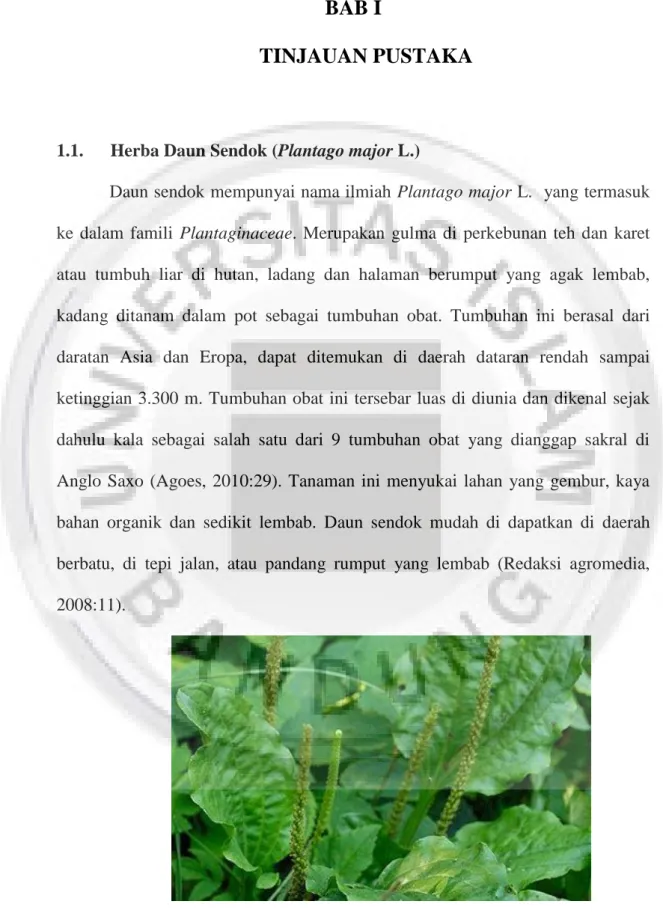 Gambar I.1 Daun sendok (Plantago major L.) (health.detik.com) 