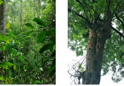 Fig 1 - Dry lowland secondary forest (left). Old growth habitat trees provide important resources for various tree- 