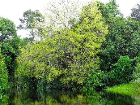 Fig 4 - Intact peat swamp forest has become rare in South Sumatra. (Photograph by Hendi Sumantri, GIZ BIOCLIME.) 