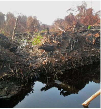 Fig 5 - Fire clearing and drainage destroy the peat land ecosystems. (Photograph by Dudy Nugroho, GIZ BIOCLIME.) 
