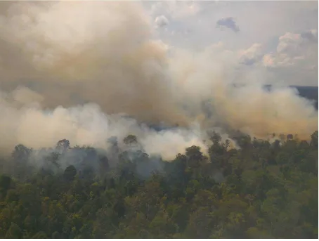 Fig 6 - In 2015 fires destroyed approximately 730.000 ha of forest. (Photograph by Adong Tarigan.) 