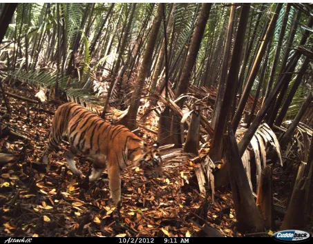 Fig 8 - Most conservation projects use camera traps for wildlife surveys providing valuable secondary information