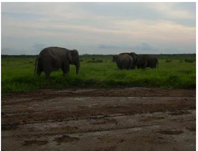 Gambar 2.1. Foto gajah Sumatera di Suaka Margasatwa Padang Sugihan (Dok : BKSDA Sumatera Selatan) 