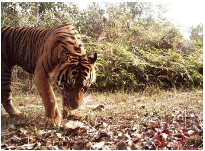 Gambar 2.2. Harimau Sumatera (Sejiwa) di kawasan SM Dangku (Dok: BKSDA Sumsel – ZSL Indonesia) 