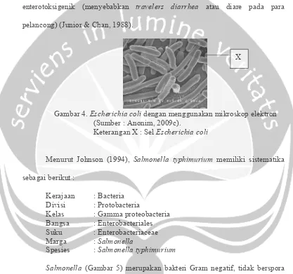 Gambar 4.  Escherichia coli dengan menggunakan mikroskop elektron 