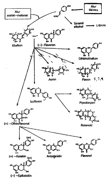 Gambar 2. Hubungan jenis monomer Flavonoida 