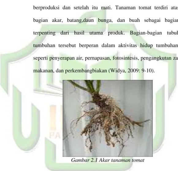 Gambar 2.1 Akar tanaman tomat 