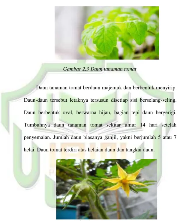 Gambar 2.3 Daun tanaman tomat 