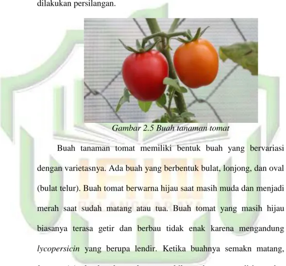 Gambar 2.5 Buah tanaman tomat 