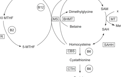 Figure 1. Schematic representation of the folate cycles and homocysteine metabolism. Hcy: homocysteine, 5-MTHF: 