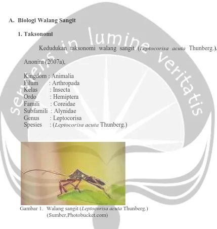 Gambar 1. Walang sangit (Leptocorisa acuta Thunberg.)(Sumber,Photobucket.com)