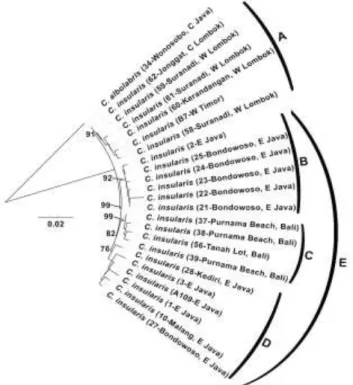 Figure 1. Bayesian phylogeny semi circular-tree based on 4 simultaneous genes (16S rRNA, ND4, 7IβFIB & 3ITBP)