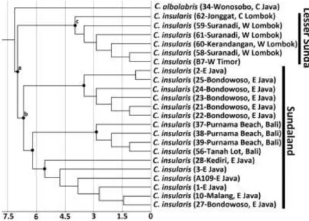 Figure 2.   Time-calibrated tree based on 4 simultaneous genes (16S rRNA, ND4, 7IβFIB &amp; 3ITBP)
