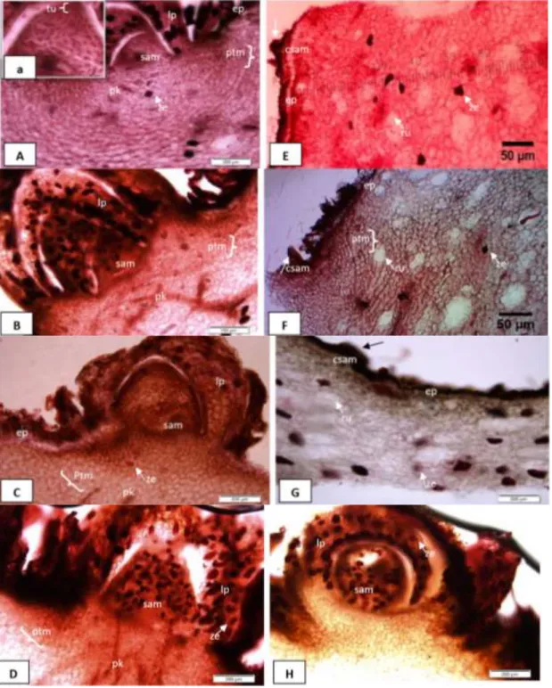 Figure 2.Anatomical structures of bulbil at various ages. A and E: 100 DAH, B and F: 110 DAH, C and G: 120 DAH, D and H: 130 DAH