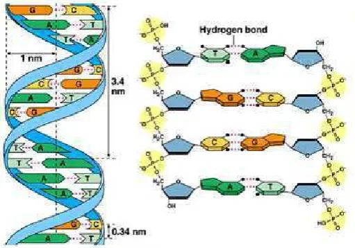 Gambar 1. Sketsa Struktur DNA 