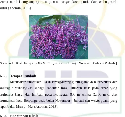 Gambar 1. Buah Parijoto (Medinilla speciosa Blume) [ Sumber : Koleksi Pribadi ] 
