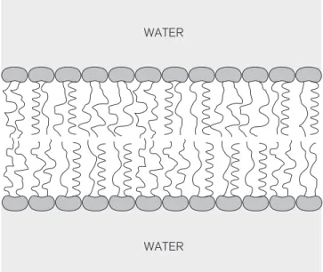 FIGURE 6 Bilayers of phospholipids form the backbone of every cell membrane. The hydrophilic parts of these phospholipids (the polar phosphate groups) are exposed to water; the  hydro-phobic parts (the fatty tails) are shielded from it.