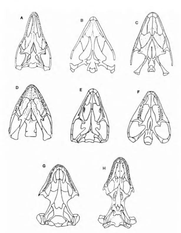 A Phylogenetic Analysis of Lepidosauromorpha