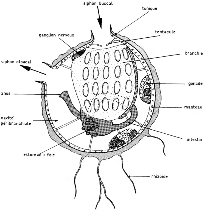 FIGURE I.—Schema anatomique d