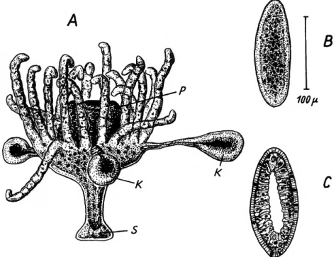 FIGURE S.—Stylocoronella riedli: a, segmentation of buds; b, free planuloid; c, longitudinal section through the planuloid; k, bud; p, proboscis; s, pedal disk