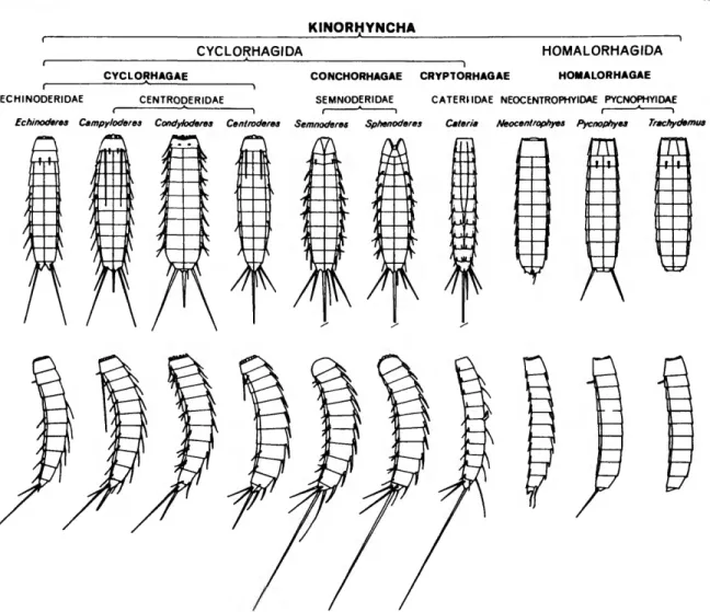 FIGURE 1.—Schematic representation of the phylum Kinorhyncha showing ventral (top row) and lateral (bottom row) aspects of adult representatives of the known genera