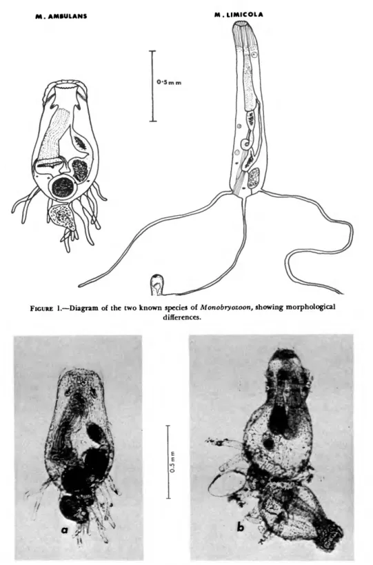 FIGURE 1.—Diagram of the two known species of Monobryozoon, showing morphological differences.