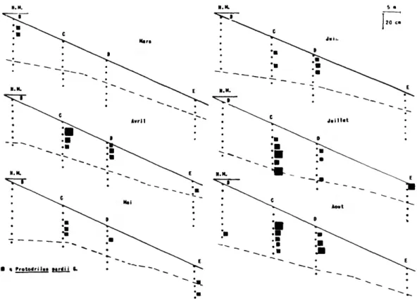 FIGURE 3.—Seasonal evolution of a population of Protodrilus at Arcachon, intertidal of Eyrac beach, HM, high-water mark; B-E, sampling sites; broken line, level of interstitial water