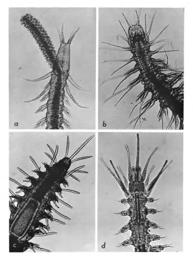 FIGURE 1.—Typical interstitial polychaetes, anterior part: a, Hesionura sp., with proboscis partly evaginated; b, Microphthalmus listensis; c, Streptosyllis sp