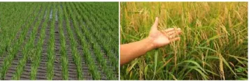 Figure 1. From left to right :planting area (left) and harvesting area (right) (taken fromWeb)