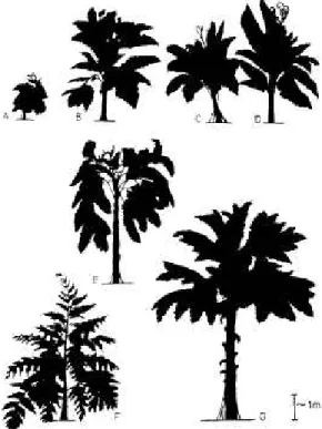 FIG.  5. Reconstructions of free-standing medullo-  san pteridosperms (A—Andrews, 1947; B, C, D—Ber-  trand and Corsin, 1950; E- Stewart and Delevoryas,  1956; F—Corsin in Buisine, 1961; G—Pfefferkorn et  al., 1984)
