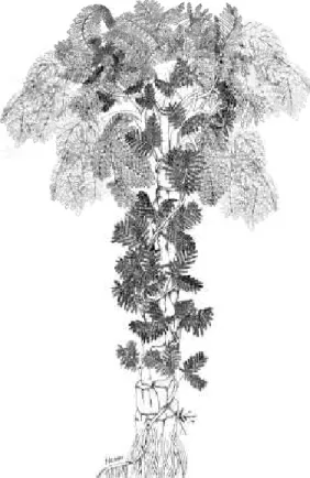 FIG.  6. Pseudomariopteris busquetii, a climbing or  tliicket forming plant, reconstructed here as climbing  a meduUosan pteridosperm with free-standing growth  habit