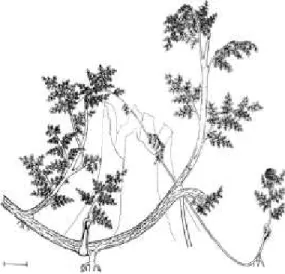 FIG.  7. Callistophyton sp., a scrambling ground-  cover plant. Reprinted from Rothwell (1981, Fig