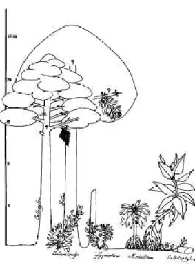 FIG.  1. Carboniferous pteridosperms and the pro-  gymnosperm Callixylon-Archaeopteris, Of particular  note here are the reconstructed growth habits of Cal-  amopitys (second from left) a small groundcover plant,  and Pitus (third from left), a large tree