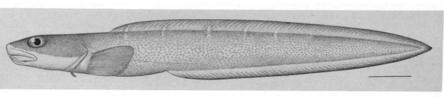 FIGURE 1.—Previously unpublished illustration of the lectotype ofLycodes brevipes Bean, drawn by S.F