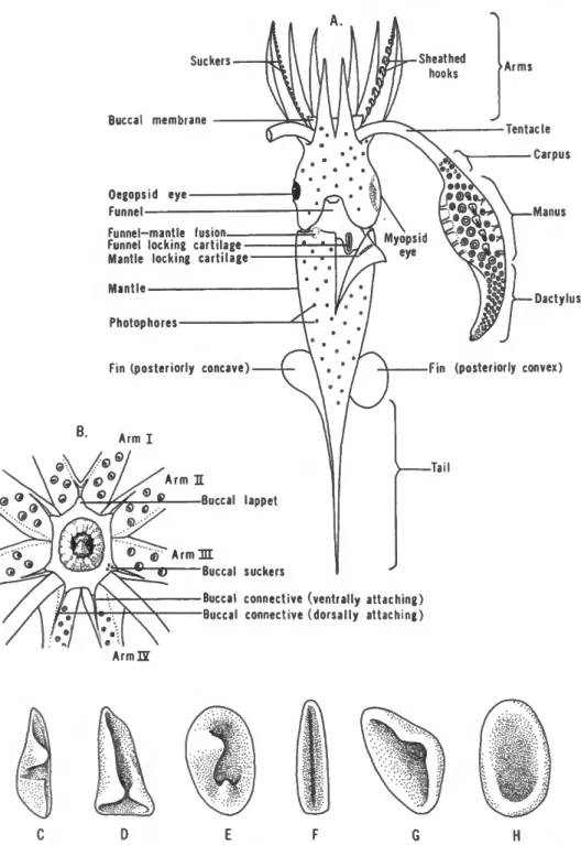 FIGURE 1.—A, A composite diagram illustrating basic teuthoid features, B, Diagram of oral surface of brachial crown and buccal membrane