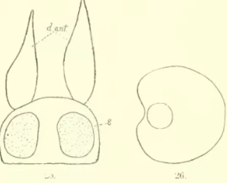 Phyllodocc oculata Ehlers, Annelids of the Blake, p. 135, pi. 40, figs. 4, 5, G.