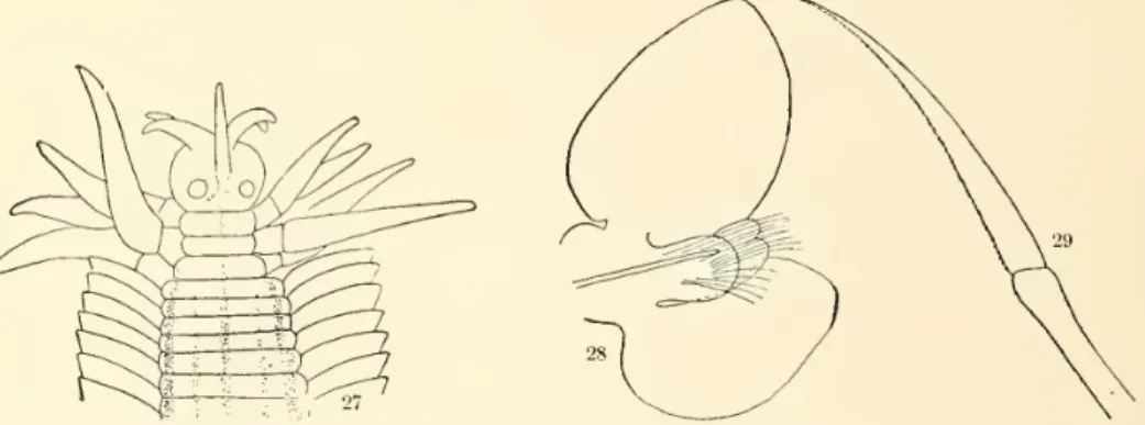 Figs. 27-29 . — Eulalia quinquelineata. Fig. 27, Head, x 7. Fig. 28, Parapodium, x 72