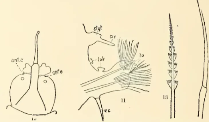 143. Fig. 13, Complex ventral seta, x 143.