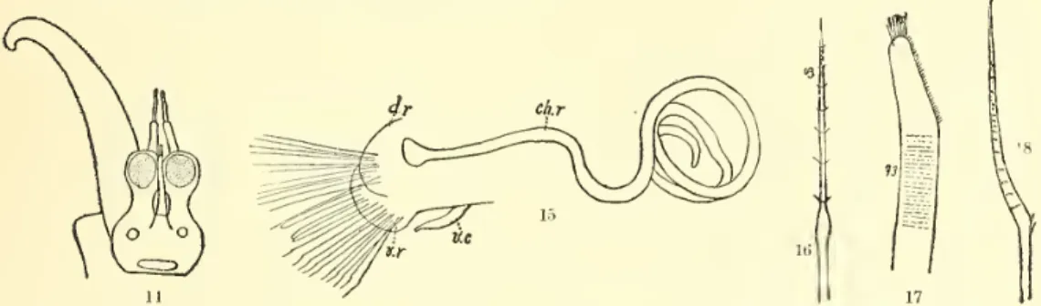 dorsal and ventral rami; v. c., ventral cirrus; c/t. r., chitinous rod. Fig. 16, Seta of dorsal ramus, x 143