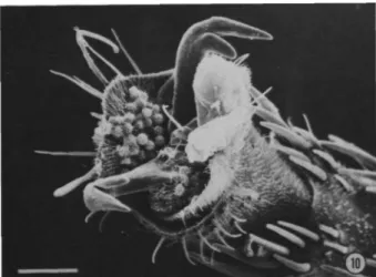 FIGURE 10.—Hind larsal claws of male R. melon showing &#34;bifid&#34; shape (scale