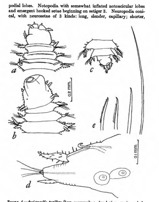 FIGURE  6,•Ancîstrosyîlis papulosa (from paratypes): a, dorsal view anterior end; I,  ventral view anterior end, with proboscis partially extended; c, ventral view posterior  end; d, middle parapodium, with two large yolky developing eggs shown; e, neurose